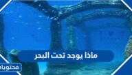 ماذا يوجد تحت البحر