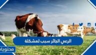 الرعي الجائر سبب لمشكلة