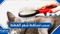 سبب تساقط شعر القطط