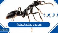 كم قدم تمتلك النملة ؟