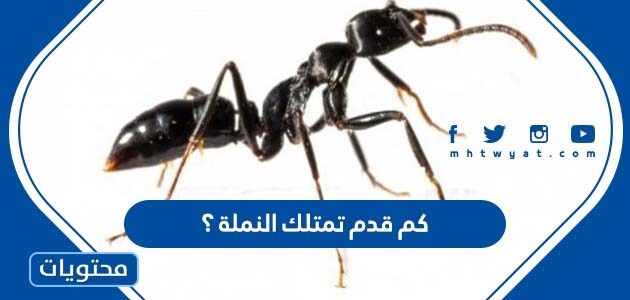 كم قدم تمتلك النملة ؟