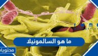 ما هو السالمونيلا