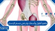ماهو أطول وأسمك وتر في جسم الإنسان