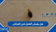 هل يعيش القمل في الفراش
