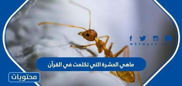 ماهي الحشرة التي تكلمت في القرآن