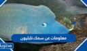 معلومات عن سمك نابليون