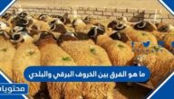 ما هو الفرق بين الخروف البرقي والبلدي