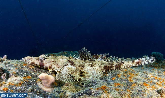 الكائنات الحية في البحر الاحمر