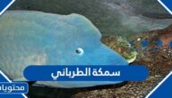 معلومات عن سمكة الطرباني