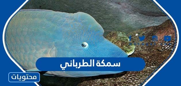 معلومات عن سمكة الطرباني