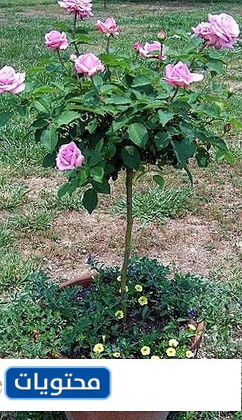 شجرة الورد