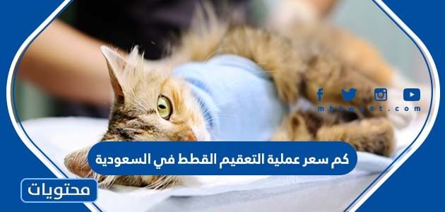 كم سعر عملية التعقيم القطط في السعودية
