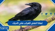 لماذا انقض الغراب على الديك