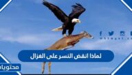 لماذا انقض النسر على الغزال