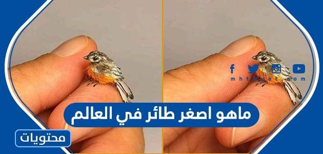 ماهو اصغر طائر في العالم