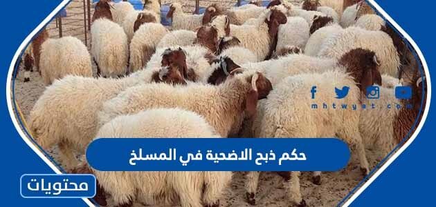 حكم ذبح الاضحية في المسلخ