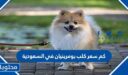 كم سعر كلب بومرينيان في السعودية