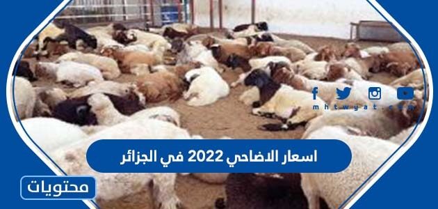 اسعار الاضاحي 2022 في الجزائر
