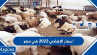 اسعار الاضاحي 2022 في مصر