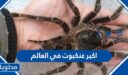 معلومات عن اكبر عنكبوت في العالم