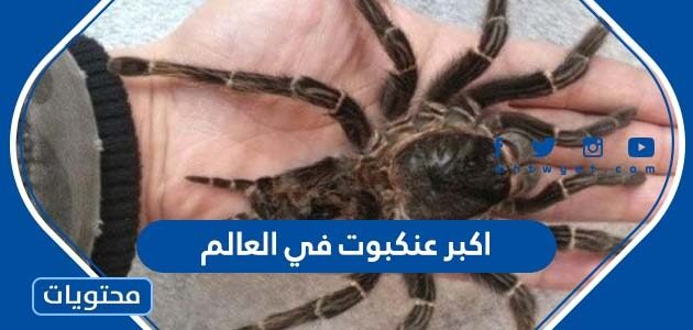 معلومات عن اكبر عنكبوت في العالم