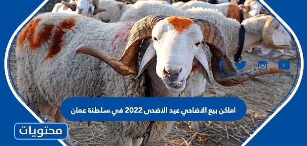 اماكن بيع الاضاحي عيد الاضحى 2022 في سلطنة عمان