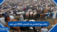 اماكن بيع الاضاحي عيد الاضحى 2022 في مصر