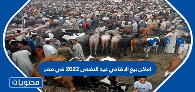 اماكن بيع الاضاحي عيد الاضحى 2022 في مصر