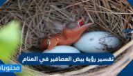 تفسير رؤية بيض العصافير في المنام للعزباء والمتزوجة والحامل