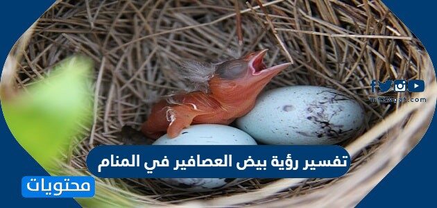 تفسير رؤية بيض العصافير في المنام للعزباء والمتزوجة والحامل