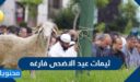 اجمل ثيمات عيد الاضحى فارغه 2026