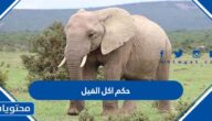 ما هو حكم اكل الفيل