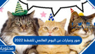 صور وعبارات عن اليوم العالمي للقطط 2025