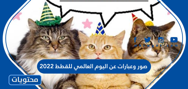 صور وعبارات عن اليوم العالمي للقطط 2025