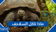 ماذا تاكل السلاحف