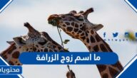 ما اسم زوج الزرافة