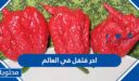 احر فلفل في العالم
