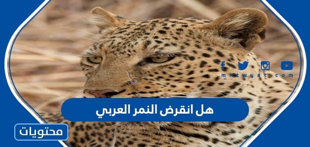 هل انقرض النمر العربي