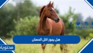 هل يجوز اكل الحصان