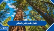 ما هي اطول شجرة في العالم