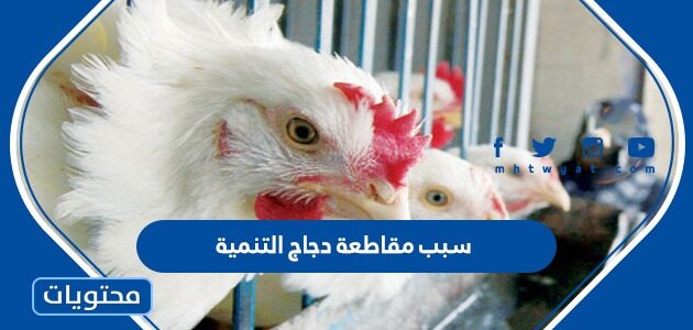 سبب مقاطعة دجاج التنمية في السعودية