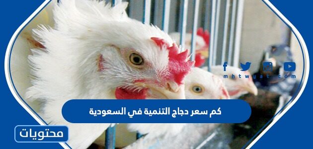 كم سعر دجاج التنمية في السعودية