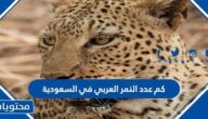 كم عدد النمر العربي في السعودية