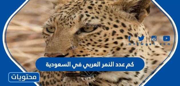 كم عدد النمر العربي في السعودية