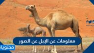 معلومات عن الإبل مع الصور