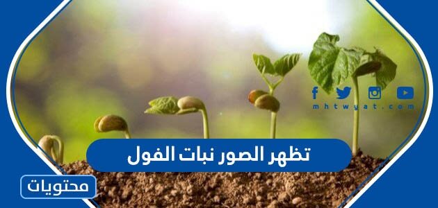 تظهر الصور نبات الفول - موقع محتويات