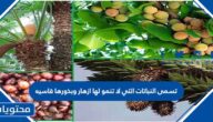 تسمى النباتات التي لا تنمو لها ازهار وبذورها قاسيه
