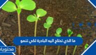 ما الذي تحتاج اليه البادرة لكي تنمو