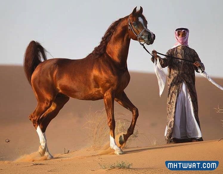 أروع الخيول العربية الأصيلة