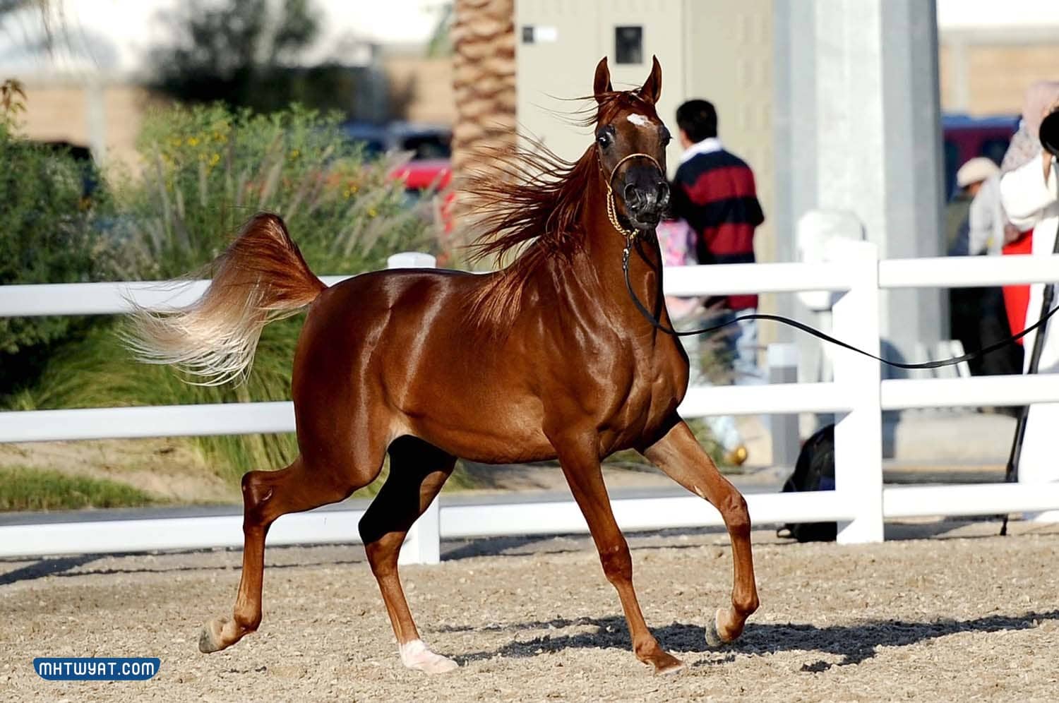 أروع الخيول العربية الأصيلة